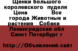 Щенки большого (королевского) пуделя › Цена ­ 25 000 - Все города Животные и растения » Собаки   . Ленинградская обл.,Санкт-Петербург г.